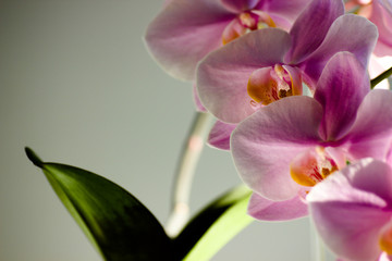 Purple Orchid flowers with green leaves on grey background in contrasting light. Background image, magazine