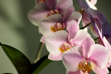 Purple Orchid flowers with green leaves on grey background in contrasting light. Background image, magazine