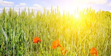 Wheat field and a bright sunrise on a blue sky. Wide photo .