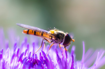 Hoverfly at colorfull Blossom in spring meadow