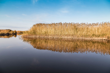 Fototapeta na wymiar A beautiful river with reed on its shore and its reflection on the water.