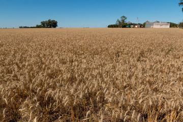 Chacra con trigo