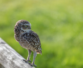 Burrowing Owl