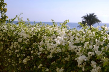 Jardins privés à Marsa Alam (Egypte)
