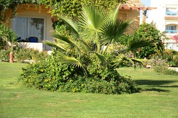 Fototapeta na wymiar Jardins privés à Marsa Alam (Egypte) 