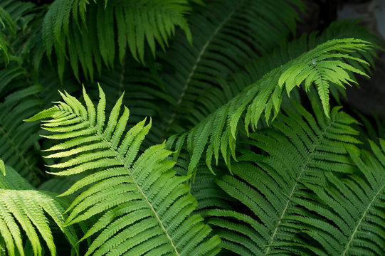 Background of green fern leaves on a bush