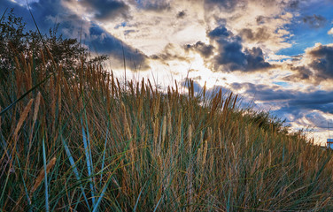 Beach grass on the Baltic Sea beach under a dramatic sky with clouds and sunshine in the background.