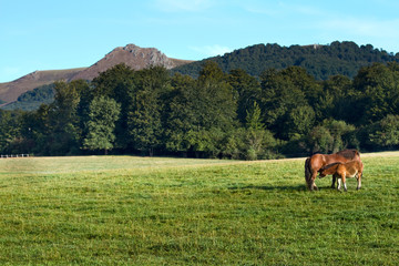 Pradera
