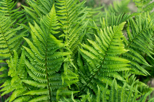 Background of green fern leaves on a bush