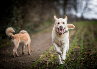 The Labrador