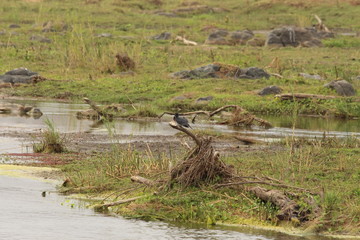 Kingfisher waiting on a branch
