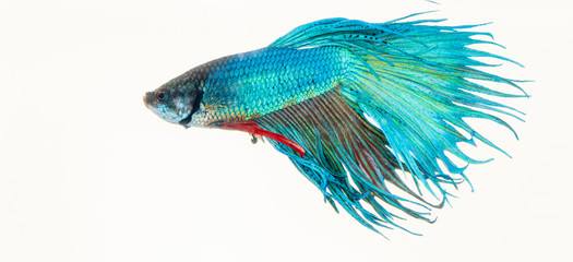 betta fish on white black background
