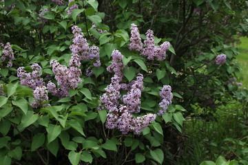 Fototapeta premium purple flowers in the garden