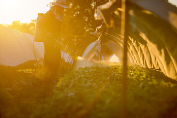 Agriculture man working spray water or fertilizer water in plantation