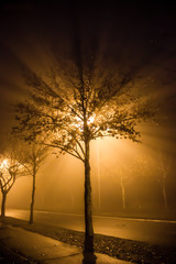 Naklejka na ściany i meble Trees in the fog at night