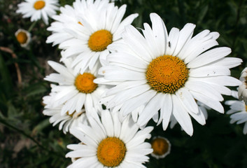 Chamomile, in the middle of yellow, and many white petals. A beautiful summer photo that you can use for your computer desktop background, or for various greeting cards.