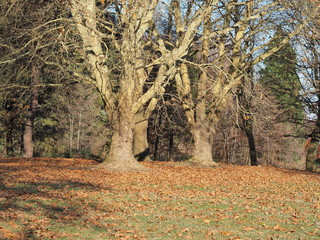 Herbst am Jägersburger Brückweiher bei Homburg – Jägersburger Weiher - Buntes Laub in der Herbstsonne
