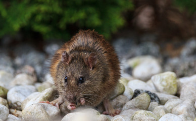 Ratte mit Sonnenblumenkern