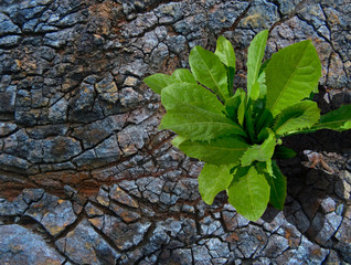 A tree growing on cracked ground.