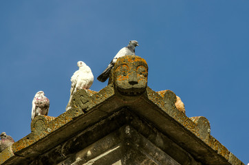 Obraz premium On a sunny autumn day on a stone ledge of the roof of a medieval building warms a group of wild pigeons 