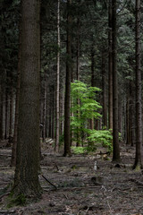 Obraz premium path in the forest