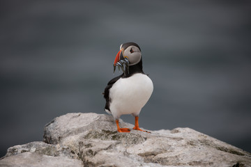 Atlantic puffin
