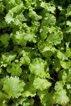 Field of Mustard Greens