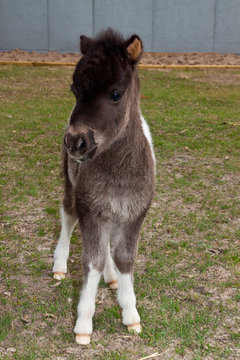 Small Pony Portrait
