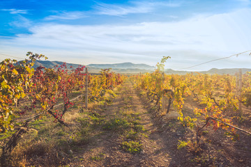 Vineyard with yellow-red leaves in autumn at sunset