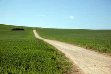 Fototapeta na wymiar Image of green grass field and bright blue sky