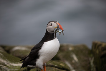 Atlantic puffin