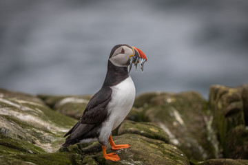 Atlantic puffin