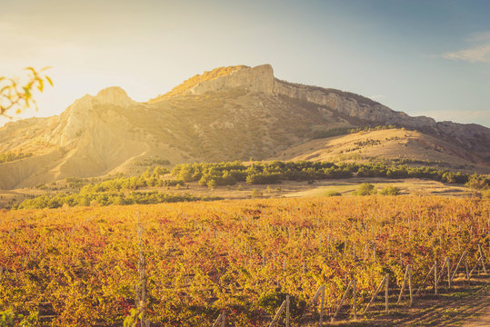 Vineyard with yellow-red leaves in autumn at sunset