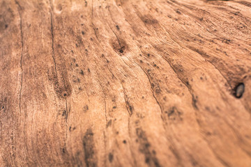 Wood textured background bark from phuket Thailand