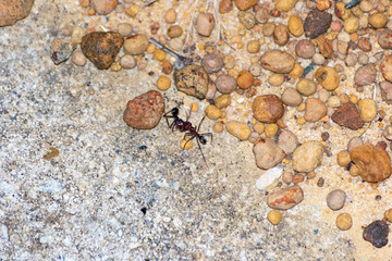 Two red aunts from australia