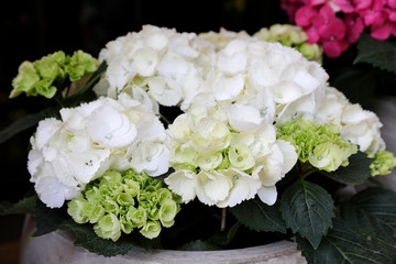 White hydrangea or Hydrangea macrophylla floral background.
