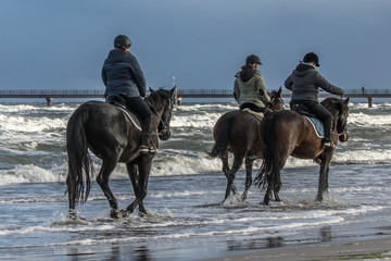 Pferde am meer
