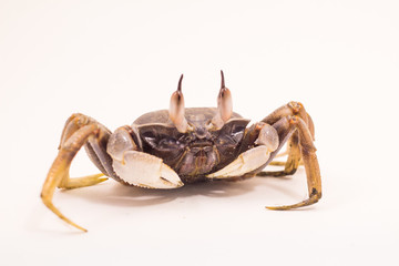 White background Horn-eyed ghost crab Ocypode ceratophthalmus form Phuket Thailand