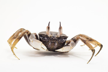 White background Horn-eyed ghost crab Ocypode ceratophthalmus form Phuket Thailand