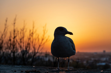 Seagull at sunset