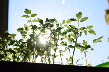 Tomato seedlings with the sun coming through the leaves