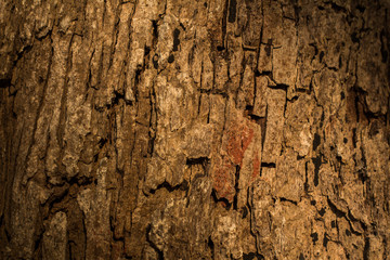 Wood bark background from Phuket island beach Thailand