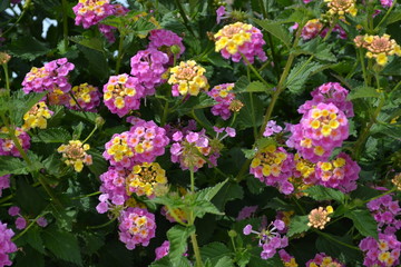 Lantana (lat. Lantana) 
