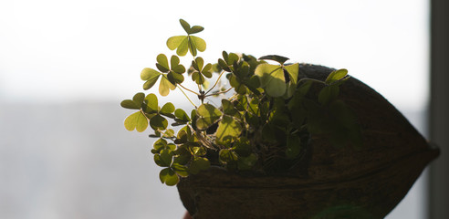 Clover growing in a coconut shell No. 1
