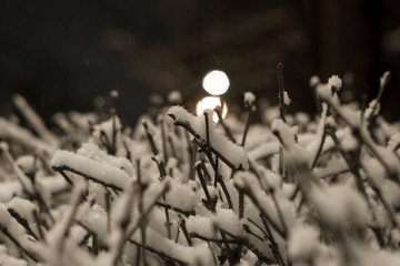 Bare bush branches covered in snow with street lights in the background No. 4