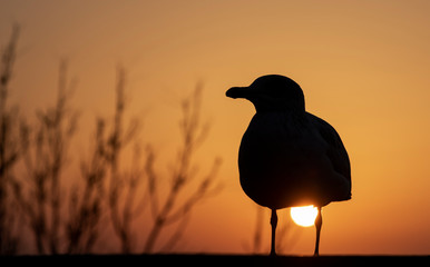 Seagull at suSeagull at sunsetnset