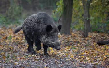 Naklejka na ściany i meble Wild Boar in forest Europe