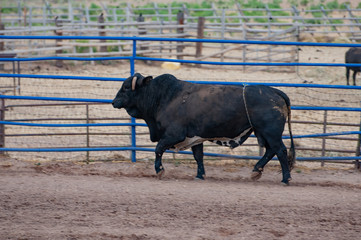 Rodeo bull in the fence ready for the event. Bryce Canyon National Park, Utah, USA.press the trace of the Navajo cycle.