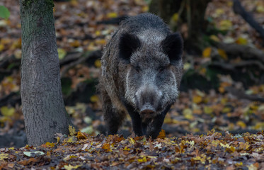 Wild Boar in forest Europe