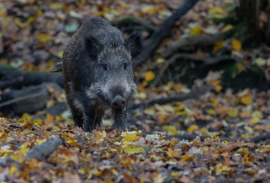 Wild Boar in forest Europe